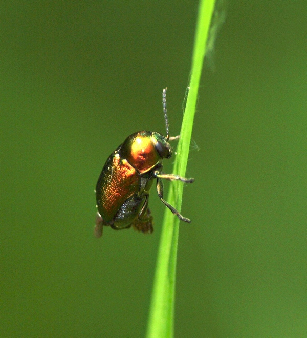 Chrysomelidae:  Cryptocephalus (sericeus?)